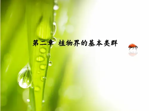 植物界的基本类群