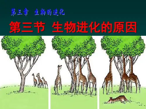 初中生物八年级《生物进化的原因》优秀课件
