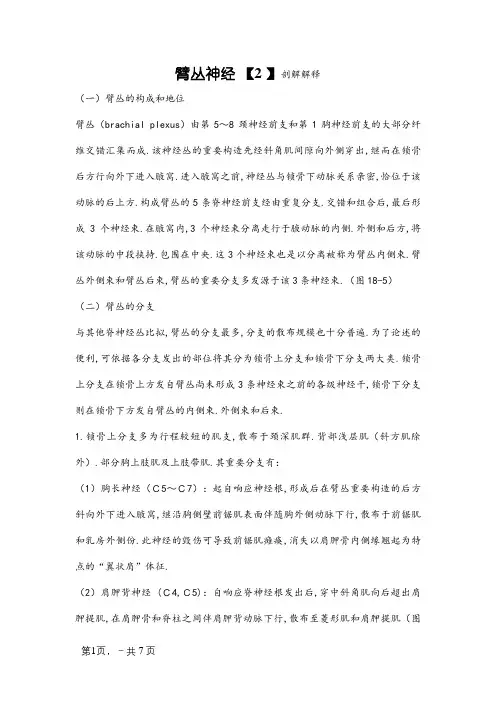 臂丛神经解剖说明