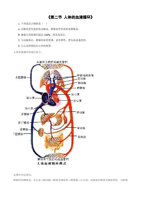 苏教版-生物-七年级下册-第十章 第二节 人体的血液循环 苏教版同步练习