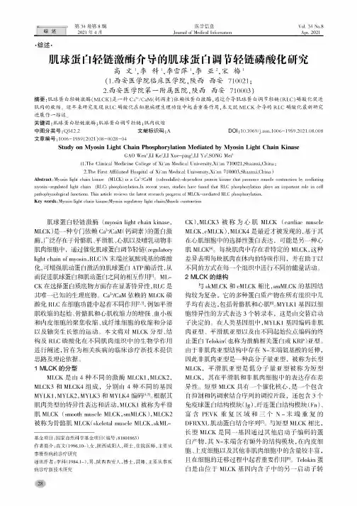 肌球蛋白轻链激酶介导的肌球蛋白调节轻链磷酸化研究