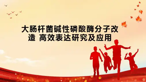 大肠杆菌碱性磷酸酶分子改造 高效表达研究及应用
