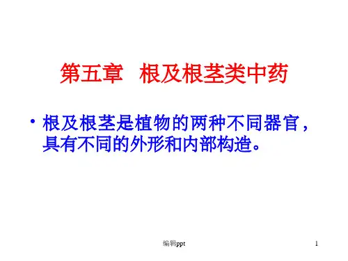 《根及根茎类概述》PPT课件