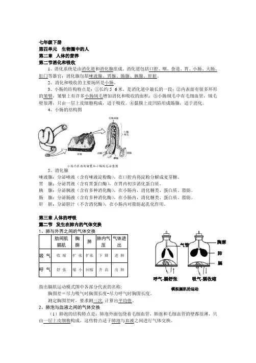 七年级下册第四单元 生物圈中的人 人体的营养消化和吸收