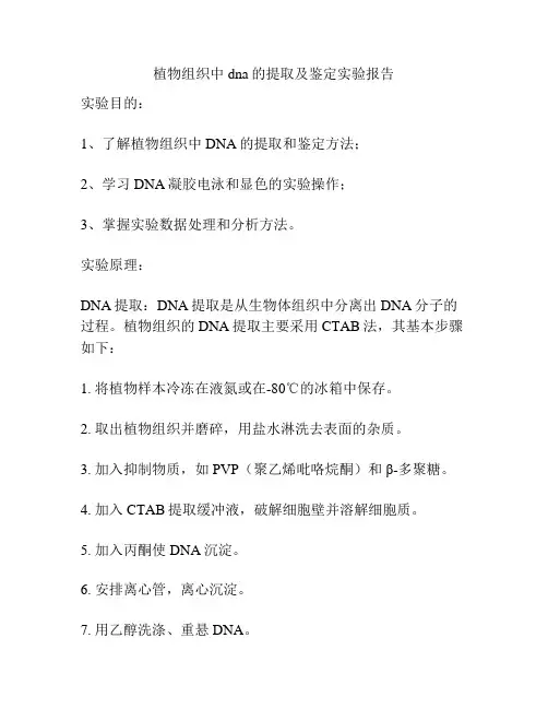 植物组织中dna的提取及鉴定实验报告