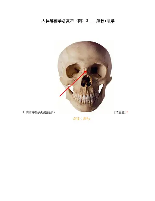 人体解剖学总复习(图)2——颅骨+肌学