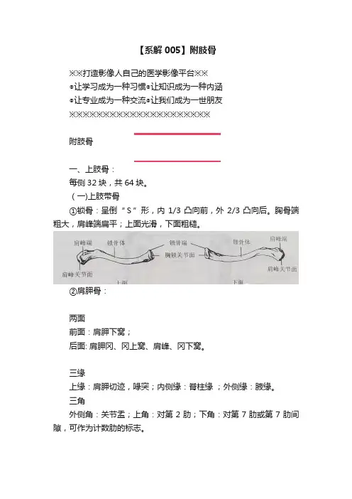 【系解005】附肢骨