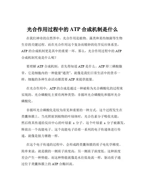 光合作用过程中的ATP合成机制是什么