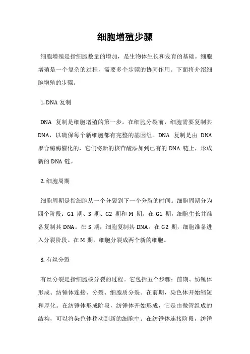 细胞增殖步骤