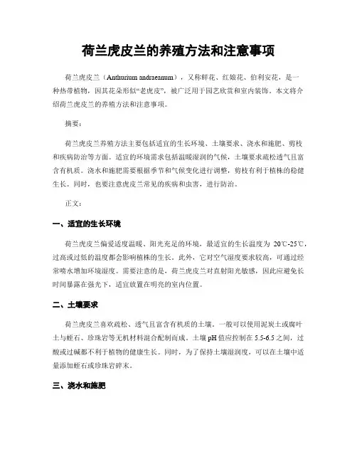 荷兰虎皮兰的养殖方法和注意事项