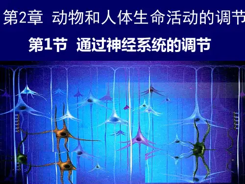 高中生物 第2章 第1节 通过神经系统的调节