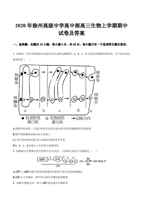 2020年徐州高级中学高中部高三生物上学期期中试卷及答案