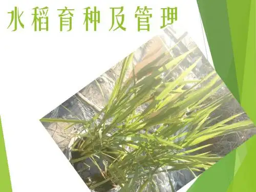 水稻育种及管理