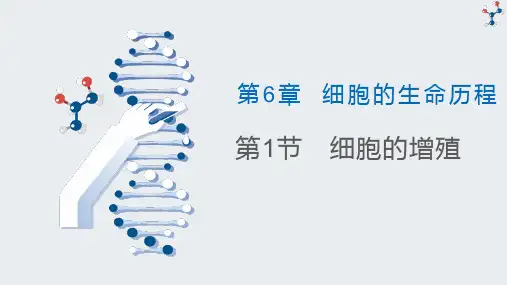 6.1 细胞的增殖(第1课时)-2024-2025学年高一生物爱上课堂优质课件(人教版必修1)