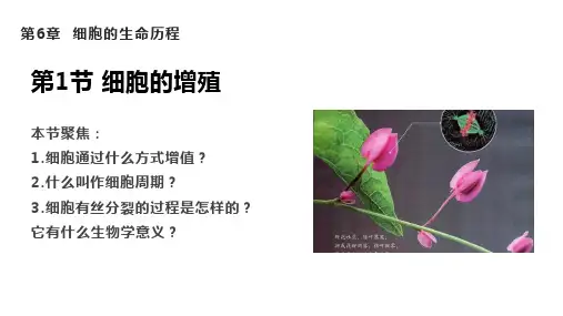 细胞的增殖ppt课件