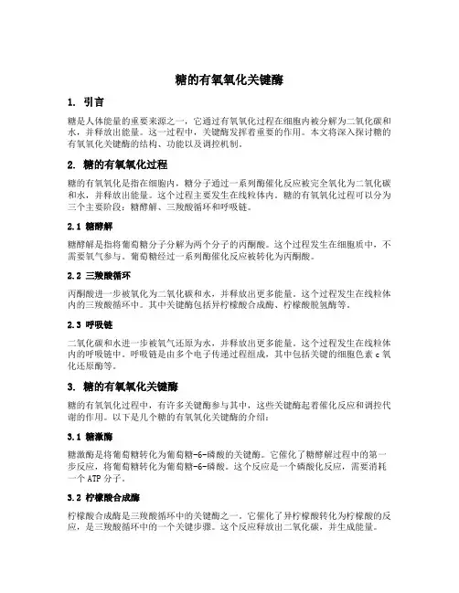 糖的有氧氧化关键酶