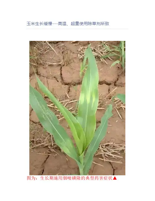 【农业】玉米生长缓慢---高温、超量使用除草剂所致