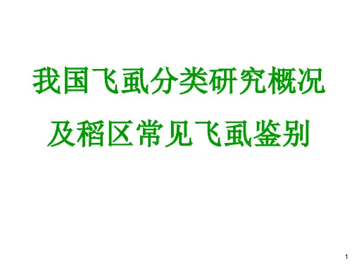 我国飞虱分类研究概况与稻区常见飞虱鉴别