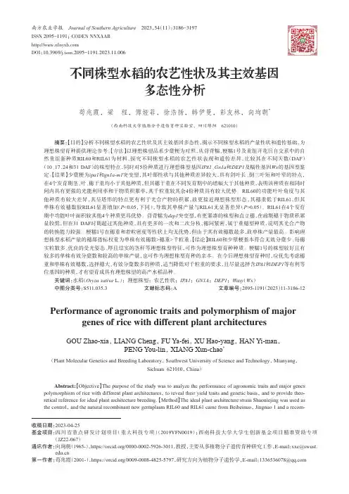 不同株型水稻的农艺性状及其主效基因多态性分析
