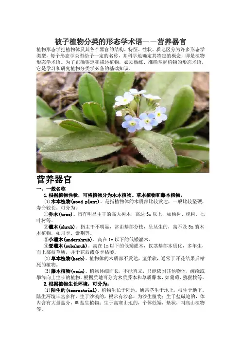 被子植物分类的形态学术语