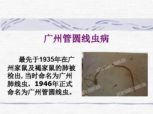 广州管圆线虫病