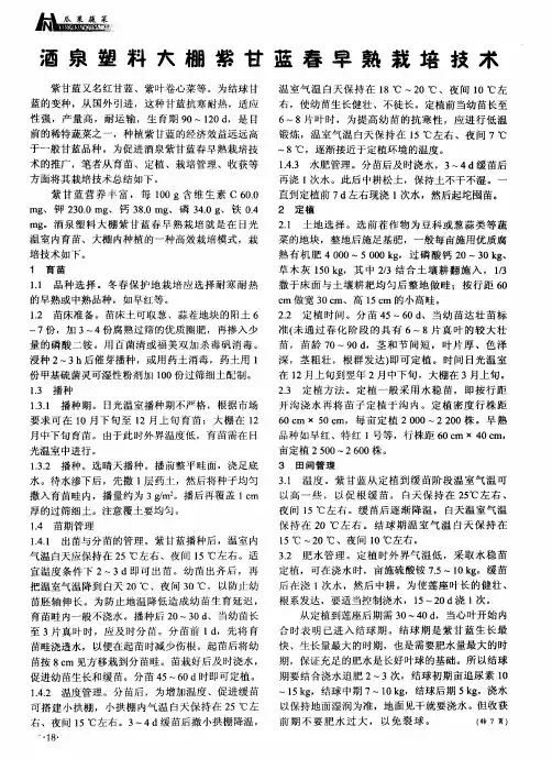 酒泉塑料大棚紫甘蓝春早熟栽培技术