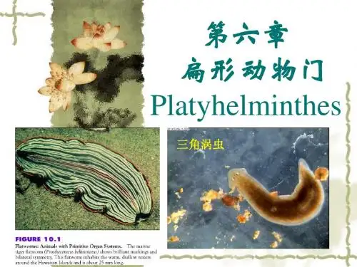 第六章 扁形动物