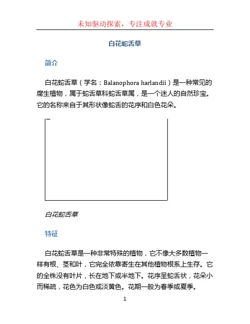 白花蛇舌草