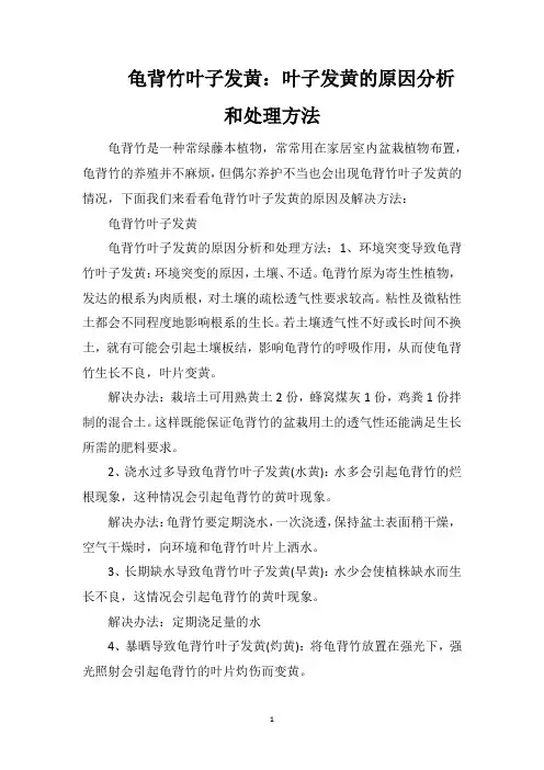 龟背竹叶子发黄：叶子发黄的原因分析和处理方法