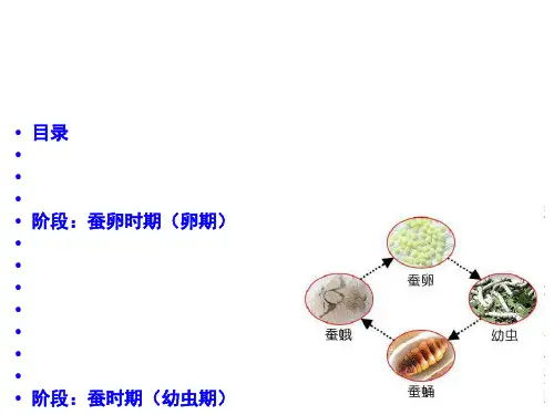 蚕宝宝的一生[优质ppt]