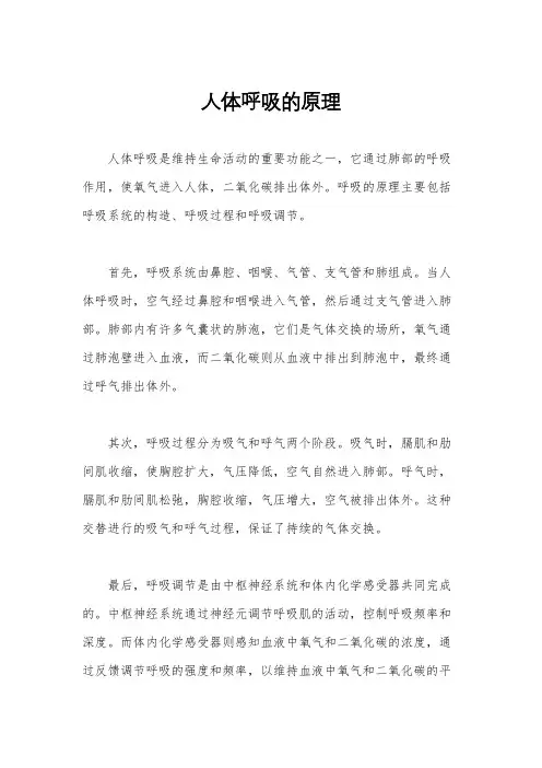 人体呼吸的原理