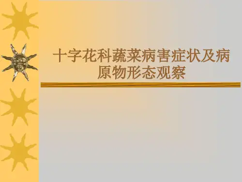 植物病理学-十字花科PPT课件