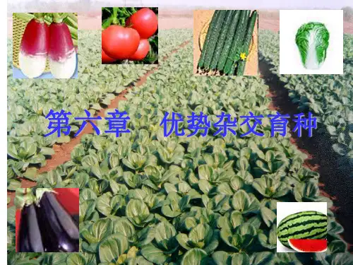 优势杂交育种