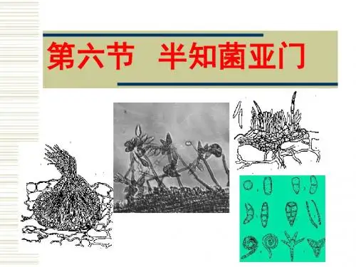 第二章真菌半知菌41