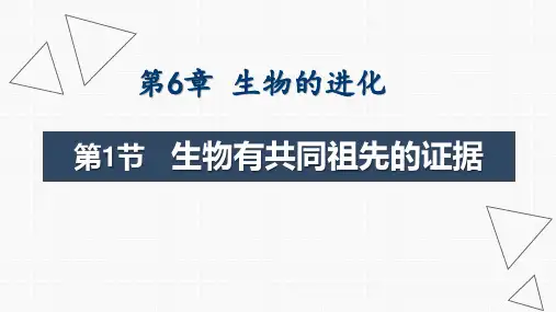 生物人教版(2019)必修2 6.1生物有共同祖先的证据(共21张ppt)