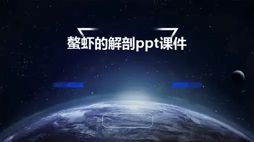 螯虾的解剖PPT课件