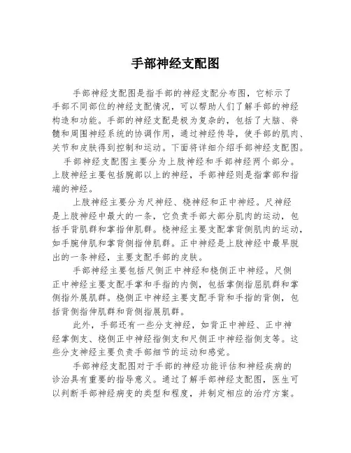 手部神经支配图