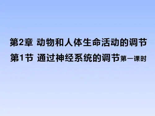 高中生物人教版必修三《2.1通过神经系统的调节》课件(28张PPT)