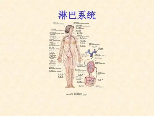 淋巴系统