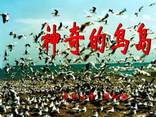 北京版语文四上《神奇的鸟岛》课件3