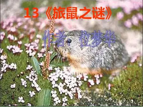 13《旅鼠之谜》精品课件