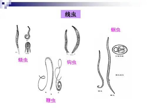 抗寄生虫药物ppt课件