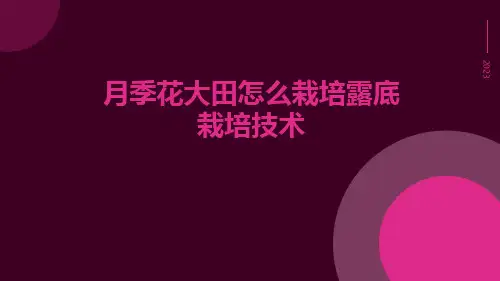 月季花大田怎么栽培露底栽培技术