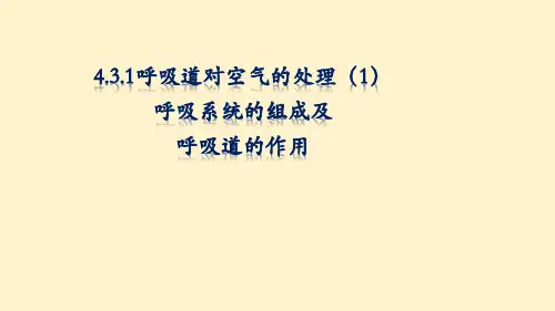 人教版生物七年级下册 4.3.1 呼吸道对空气的处理1 课件(共24张PPT)