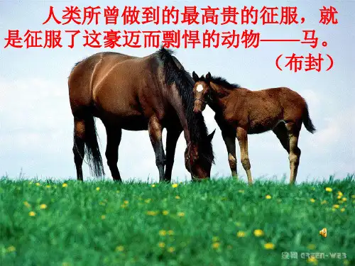 人教版初一语文下册马的世界.ppt.ppt