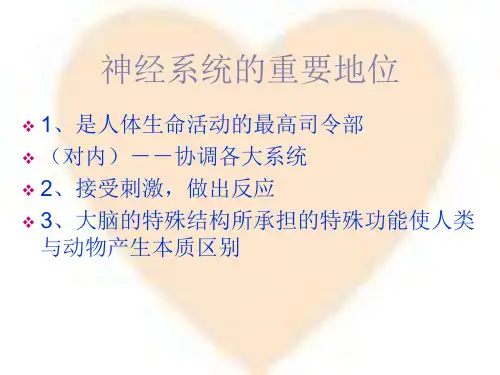 神经系统PP课件.ppt