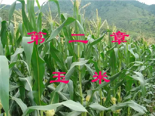 第三章玉米