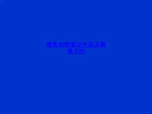 哺乳动物鉴定术语及测量方法