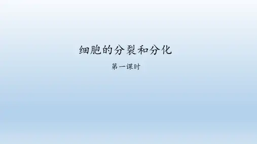 苏科版生物七年级下册：8.2 细胞的分裂和分化  课件(共41张PPT)