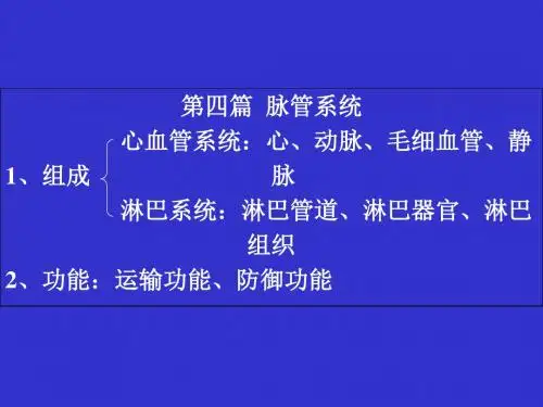 人体解剖学心血管